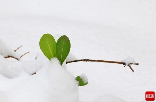 情感散文雪中的叶子