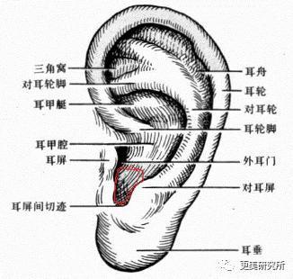 按照《麻衣相法》里的记载来说, 左耳一律代表阳,右耳一律代表阴.