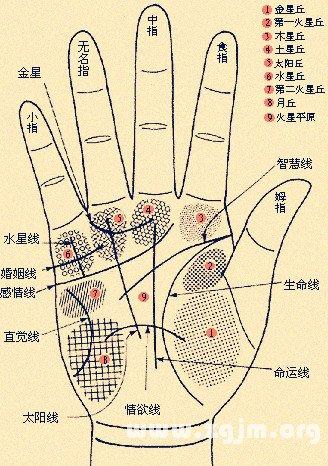 看相大全 手相 抽签算命占卜  天纹若短父先死,地纹若短母先离.