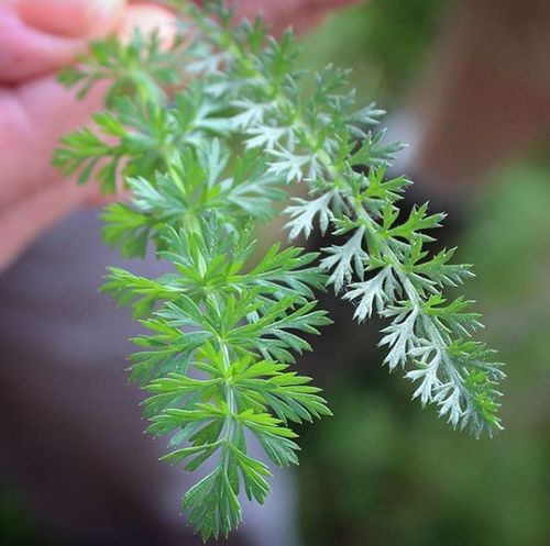 蓍草在每年的7-9月开花