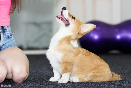 柯基狗训练用什么方法训练柯基犬难度大不大